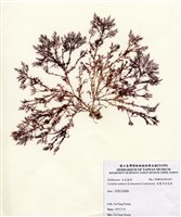 藏品(安曼司石花菜)的圖片